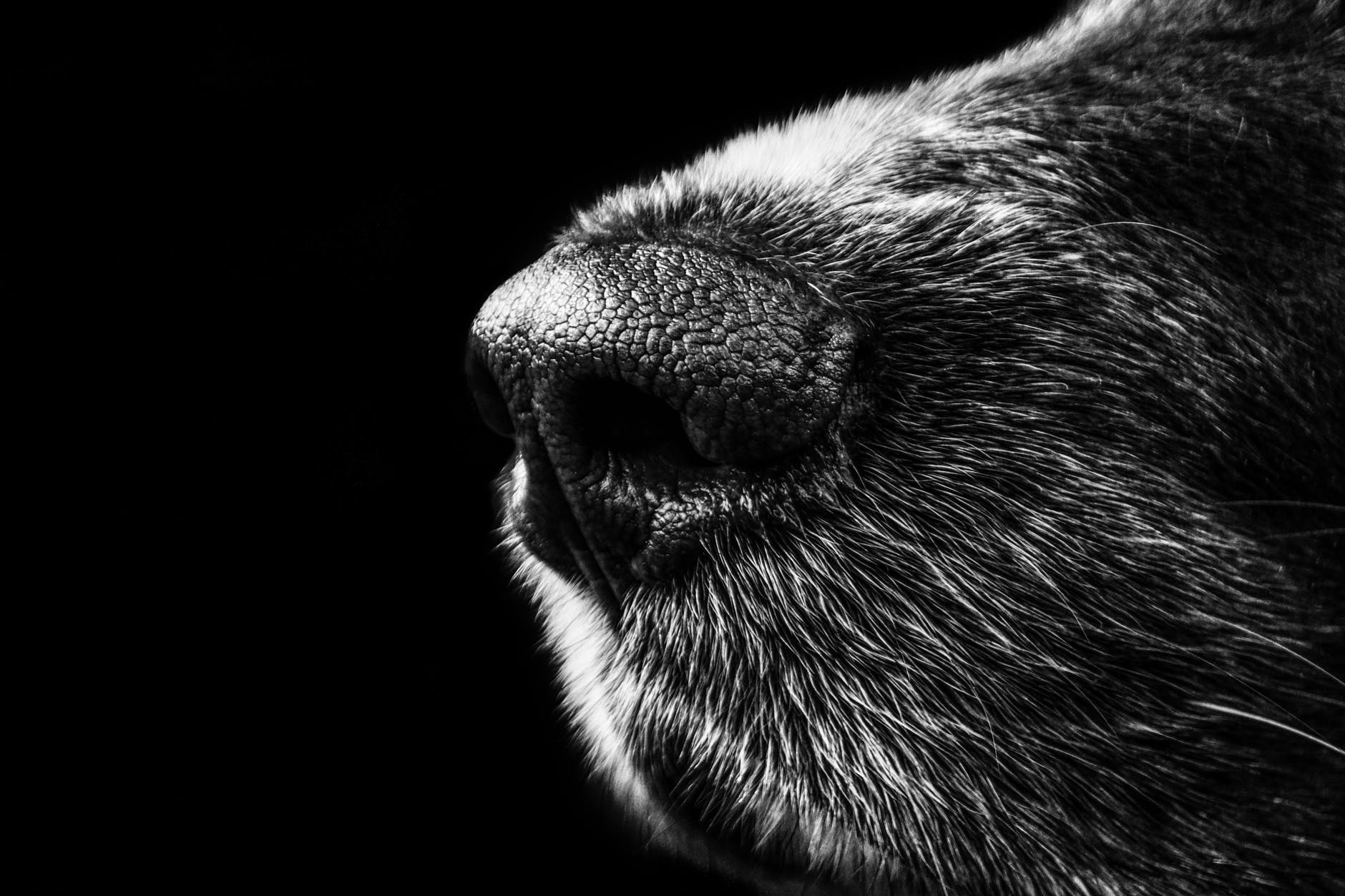 Animales perdidos - COVB - Col·legi Oficial de de